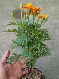 Detail kelopak bunga Marigold Oranye yang segar dan cerah