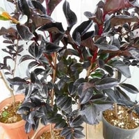 Bunga merah dari Crape Myrtle Black Diamond menghiasi halaman dengan kontras warna yang indah