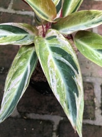 Calathea Triostar Variegata dengan daun warna-warni hijau, putih, dan merah muda