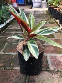 Detail daun Calathea Triostar Variegata yang menampilkan corak hijau, putih, dan merah muda