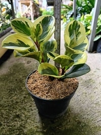 Tanaman Peperomia Obtusifolia Variegated dalam pot, menghiasi rak atau meja