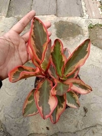 Detail daun Peperomia Ginny yang berwarna kontras, menambah daya tarik