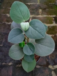 Peperomia Incana dengan daun hijau perak yang berbulu lembut dan tekstur unik.