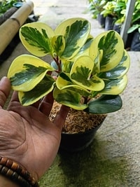 Detail daun Peperomia Obtusifolia Variegated yang mengkilap dan berwarna cerah