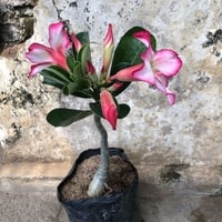 Adenium Pink Lipstik dalam pot, menambah warna cerah di teras atau balkon