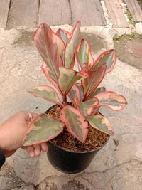 Peperomia Ginny dengan daun bulat hijau tua dan tepi merah yang mencolok