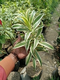 Tanaman Dracaena Song of India dengan daun variegata hijau dan kuning di pot