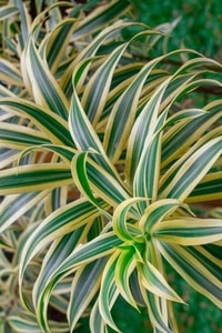 Detail daun variegata Dracaena Song of India yang melingkar dan elegan