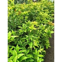 Sweet Osmanthus menghiasi teras dengan aroma wangi dan tinggi mencapai 100 cm