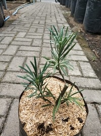 Detail daun variegata pada Lohansung, memberikan tampilan eksotis dan elegan.