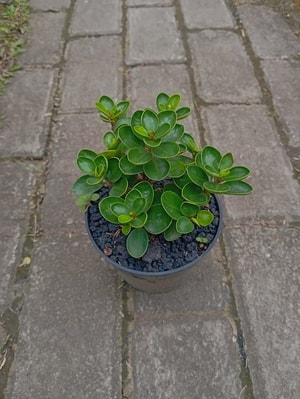 Bonsai Beringin Dollar Mangkok dalam pot, cocok untuk dekorasi ruangan