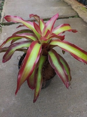 Detail warna merah cerah pada daun Bromelia Api, cocok untuk dekorasi taman.