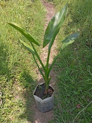 Detail daun lebar dari Pisang Amazon Madagascar di taman air.