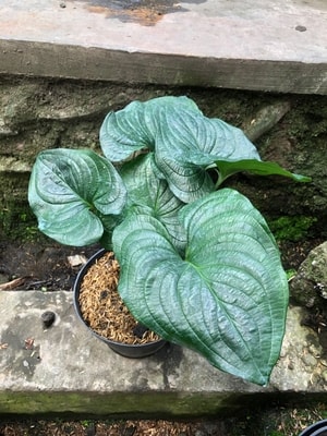 Tanaman hias Cyanastrum Cordifolium dengan daun berbentuk hati yang hijau elegan.