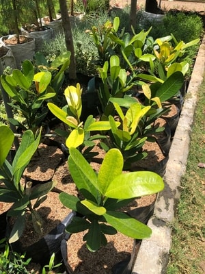 Tanaman Garsenia (Garcinia) dengan daun hijau mengkilap dan batang kokoh di kebun.