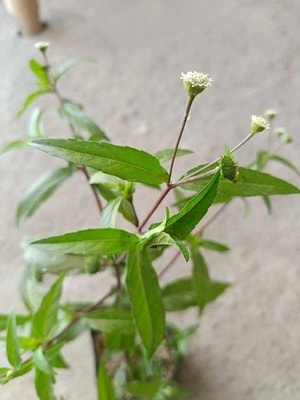 Detail daun Urang Aring (Eclipta alba) di kebun.