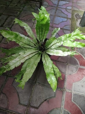 Detail daun Kadaka Variegata dengan corak variegata yang mencolok.