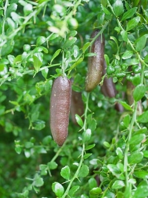 Tanaman Jeruk Finger Lime dengan buah siap panen di kebun.