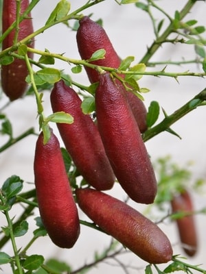 Jeruk Finger Lime 'Rainforest Pearl' dengan buah lonjong berisi butiran segar.