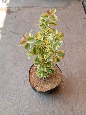 Bougenville Merah Variegata dengan bunga merah cerah dan daun bercorak putih.