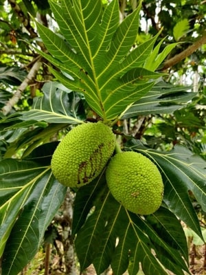 Tanaman Kluwih memberikan keteduhan di taman dengan daun lebatnya.