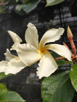 Bunga Melati Jatiwangi (Chonemorpha fragrans) yang harum dan cantik di taman.