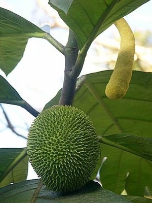 Buah Kluwih menggantung dari cabang pohon, siap dipanen.