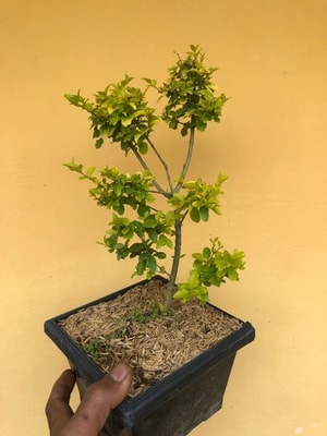 Tanaman Legistrum Golden dalam pot bonsai, cocok untuk dekorasi rumah atau teras.