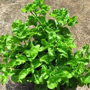 Brazilian Spinach subur tumbuh di pot