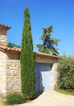 Tanaman cemara pensil (Cupressus sempervirens) menghiasi taman dengan nuansa hijau segar