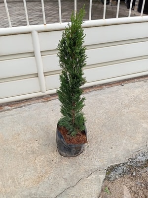 Cemara pensil (Cupressus sempervirens) dengan bentuk ramping dan elegan.