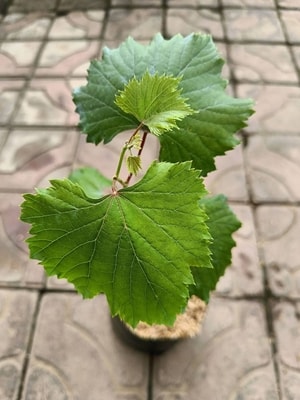 Bibit tanaman anggur Ninel dengan daun hijau yang lebat
