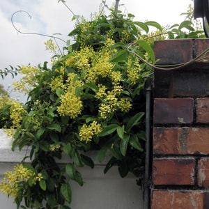 Tanaman Australian Gold Vine berbunga kuning cerah