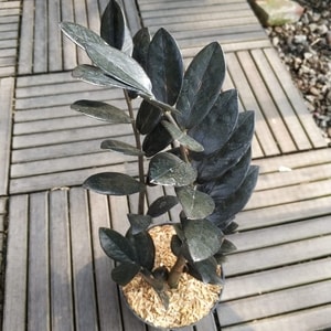 Tanaman Zamia Black Raven original daun hitam pekat