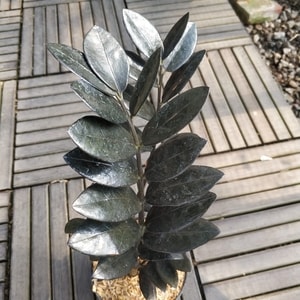 Detail daun tanaman Zamia Black Raven mengkilap