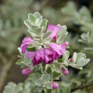Leucophyllum frutescens semak tahan panas
