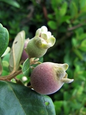 anaman Jambu Rasa Strawberry yang berbuah lebat dengan daun hijau segar