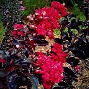 Detail bunga Crape Myrtle Black Diamond berwarna merah terang dengan latar dedaunan hitam