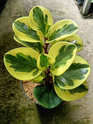 Peperomia Obtusifolia Variegated dengan daun bulat hijau krem yang berpola