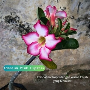 Adenium Pink Lipstik dengan bunga pink terang yang menyerupai warna lipstik