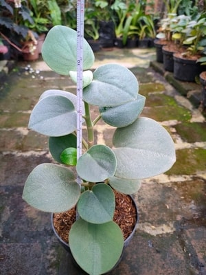 Detail daun Peperomia Incana yang berkilau dengan bentuk oval yang menarik.