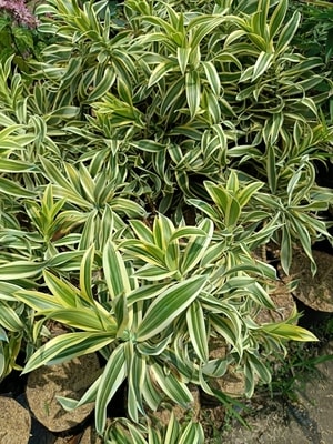 Dracaena Song of India tumbuh subur dengan dedaunan cerah dan lebat.