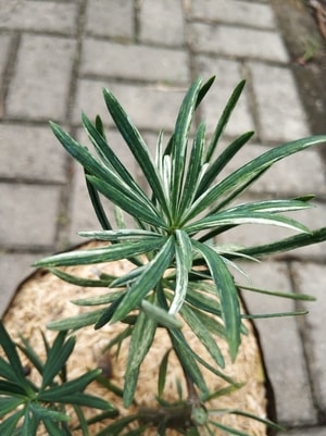 Tanaman Lohansung Variegata dengan daun unik bercorak hijau dan putih.