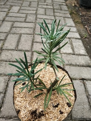 Lohansung Variegata dalam pot, cocok untuk dekorasi rumah dan taman.