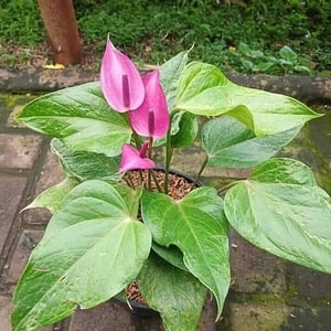 tanaman anthurium mini ungu