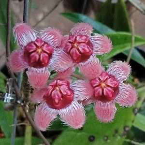 bunga hoya sulawesiana