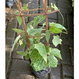 Thunbergia Variegata