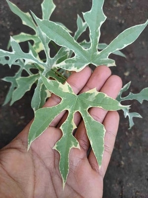 Daun Cnidoscolus Aconitifolius