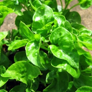 Bayam Brazil tanaman daun renyah siap panen