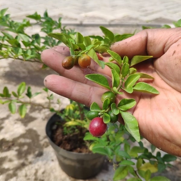 Produk tanaman jeruk kingkit dengan buah-buah kecil berwarna oranye terang di antara daun hijau